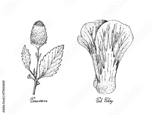 Hand Drawn of Paracress and Pak Choy