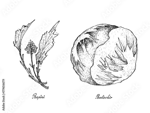 Hand Drawn of Fresh Rapini and Radicchio