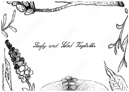 Hand Drawn of Leafy and Salad Vegetable
