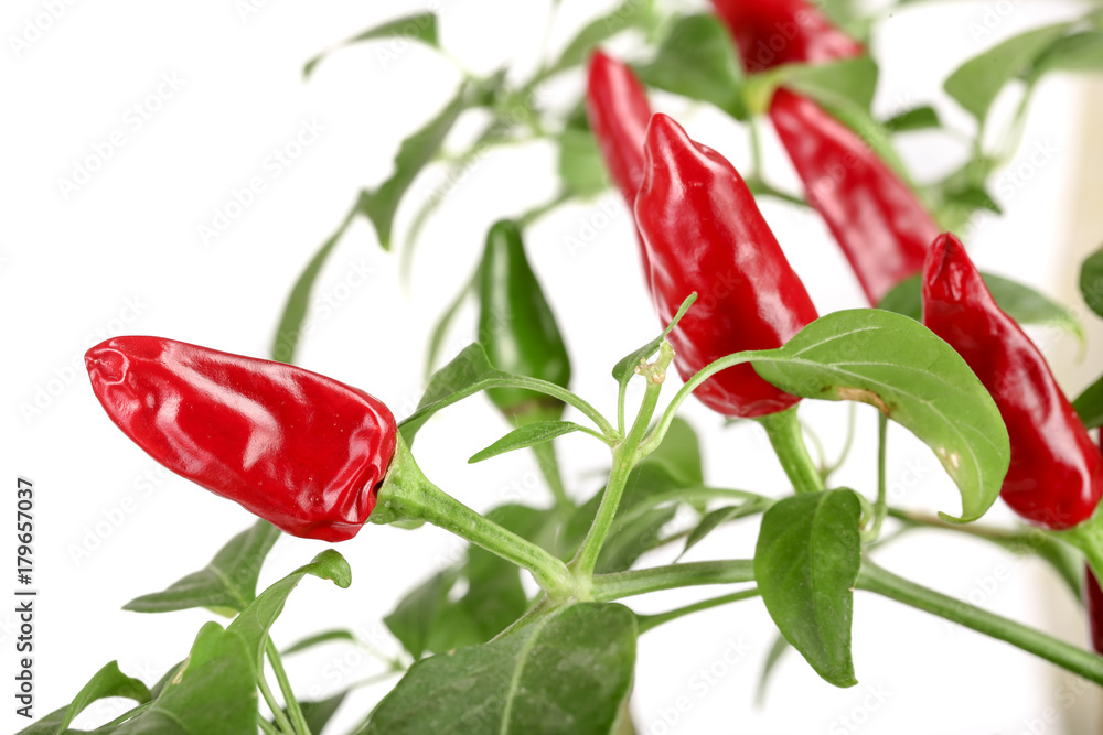 branch red chili pepper with leaf isolated on a white background no shadow branch red chili pepper with leaf isolated on a white background no shadow
