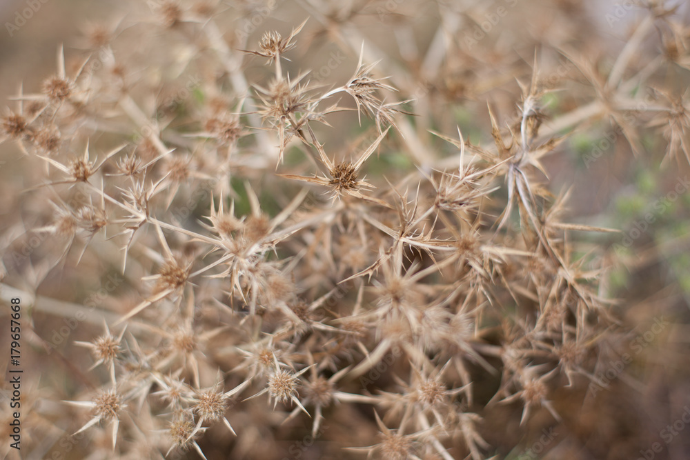 Fototapeta premium dorn texture