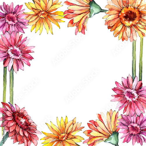Wildflower gerbera flower frame in a watercolor style. Full name of the plant: gerbera. Aquarelle wild flower for background, texture, wrapper pattern, frame or border.