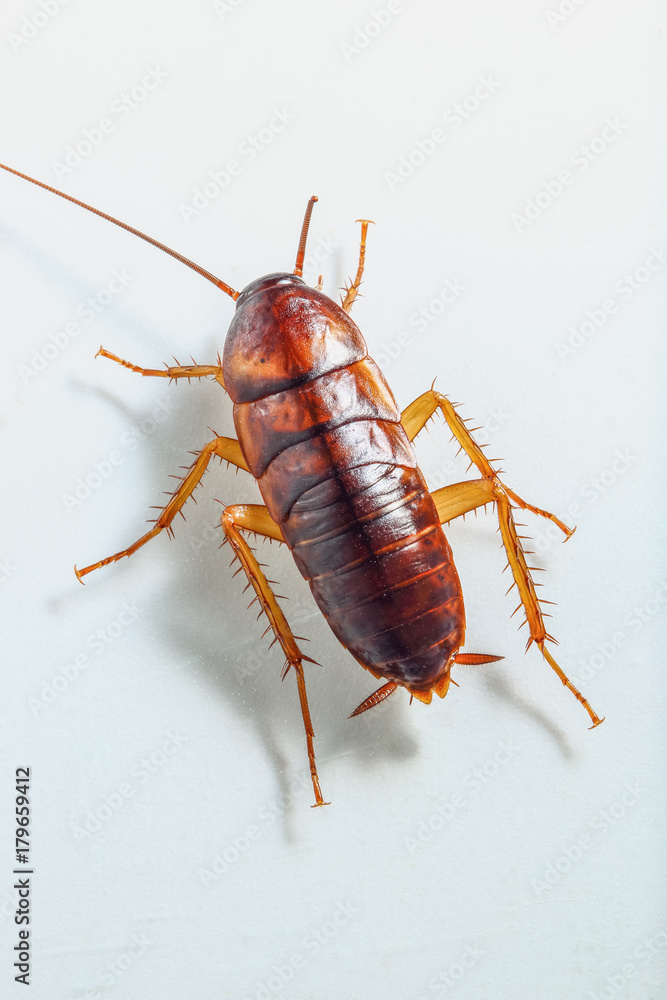 Cockroach brown on white background ,Top view Cockroach brown on white background ,Top view