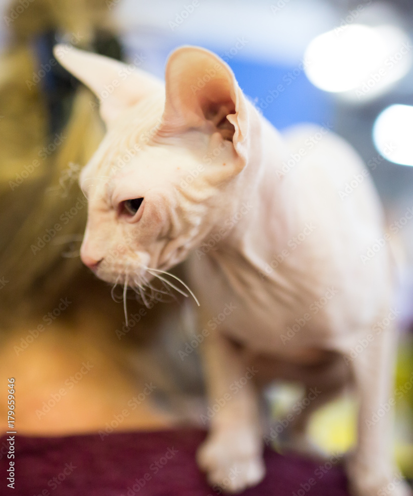 Portrait of a bald cat at an exhibition