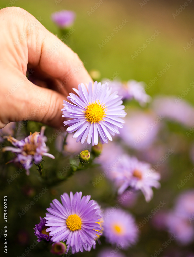 beautiful purple flower in a hand outdoors beautiful purple flower in a hand outdoors