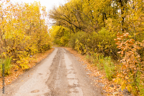 dirt road in the autumn