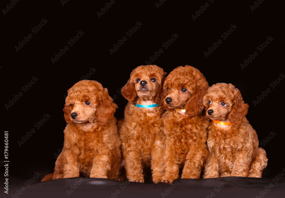 Many red puppies on a black background. Four poodles are posing in the studio. Small decorative dogs sit in a row. Horizontal isolated image. Many red puppies on a black background. Four poodles are posing in the studio. Small decorative dogs sit in a row. Horizontal isolated image.