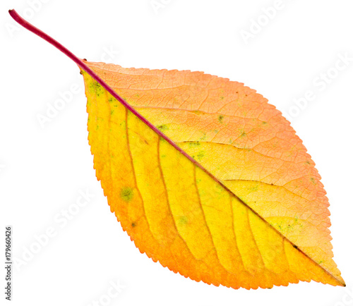 Autumn yellow leaf isolated on white background