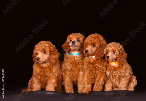 Many red puppies on a black background. Four poodles are posing in the studio. Small decorative dogs sit in a row. Horizontal isolated image. © elmina