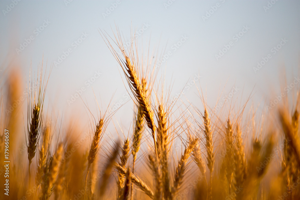 yellow ears of wheat at sunset in nature