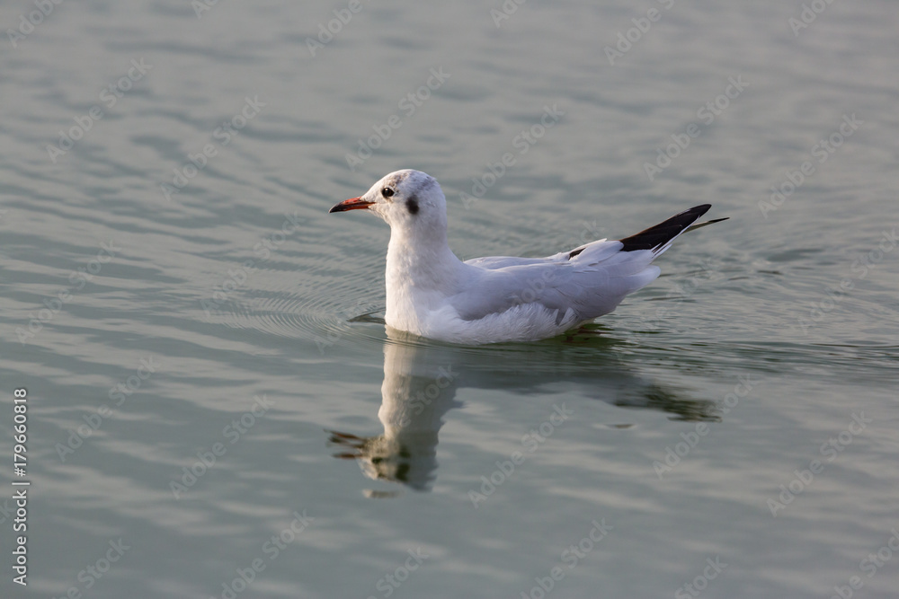 close portrait black-headed gull (Larus ridibundus) swimming water surface close portrait black-headed gull (Larus ridibundus) swimming water surface