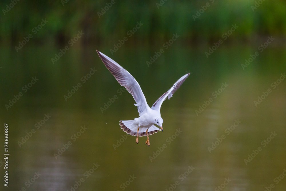 detailed portrait of natural flying black-headed gull ( Larus ridibundus) detailed portrait of natural flying black-headed gull ( Larus ridibundus)