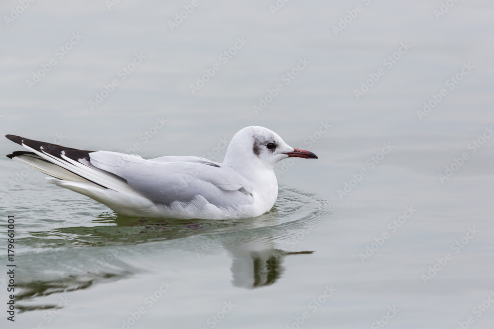 one swimming natural common black-headed gull (Larus ridibundus) one swimming natural common black-headed gull (Larus ridibundus)