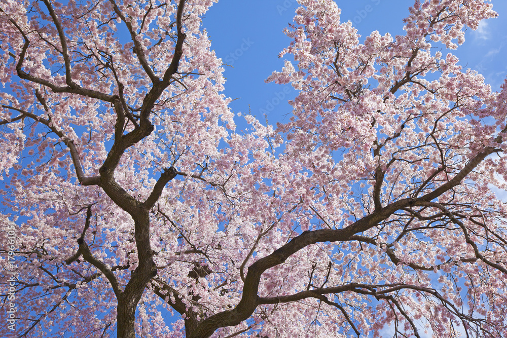 桜 さくら cherry blossom 福島県 滝桜 桜 さくら cherry blossom 福島県 滝桜