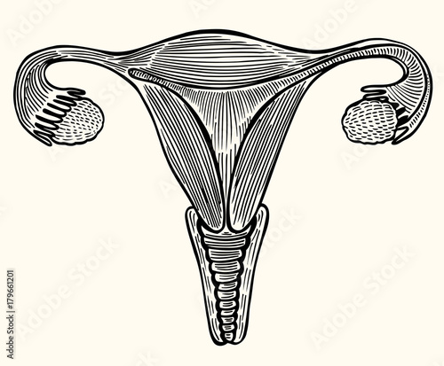 Cup internal genitals of women