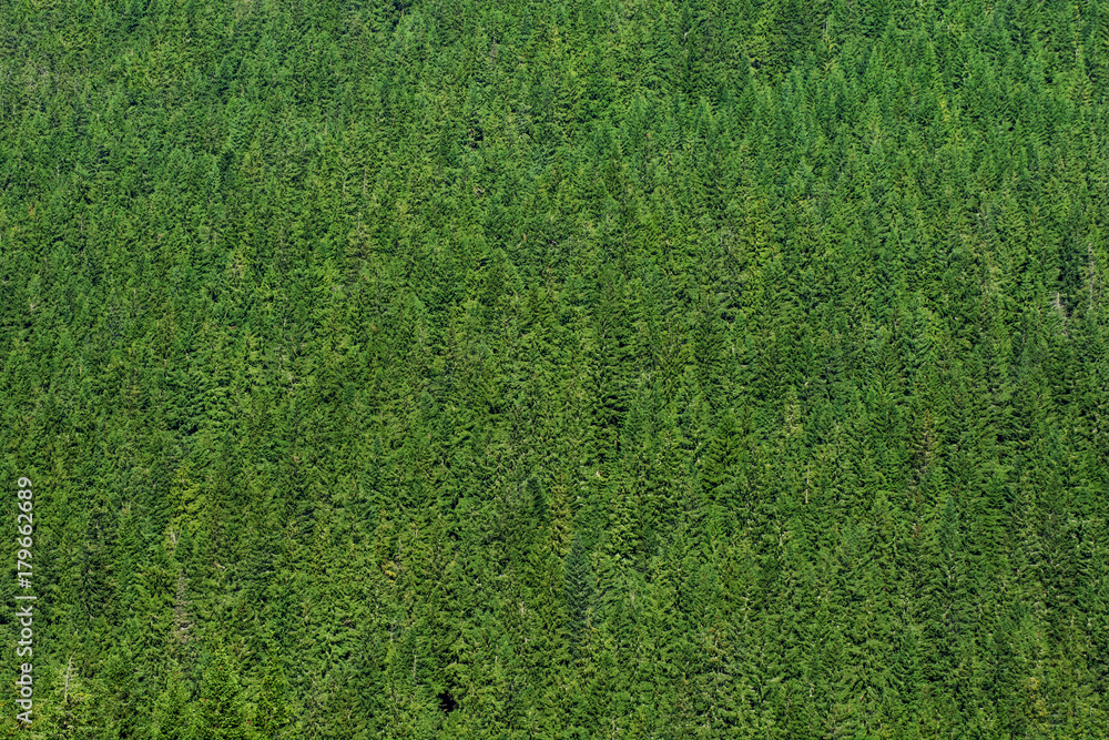 Fototapeta premium Pine Trees Create a beautiful green Texture background, Shot from a Distance