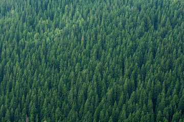 Fototapete Bäume Grüne Kiefernwipfel als Naturtextur  © Vladyslav Bashutskyy