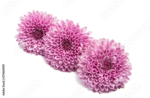 beautiful chrysanthemum isolated