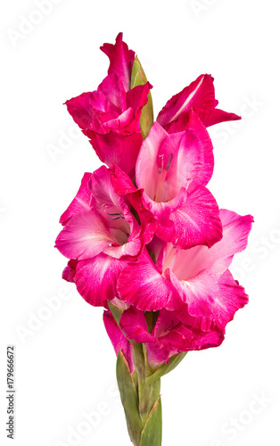 bouquet of gladiolus on a white background