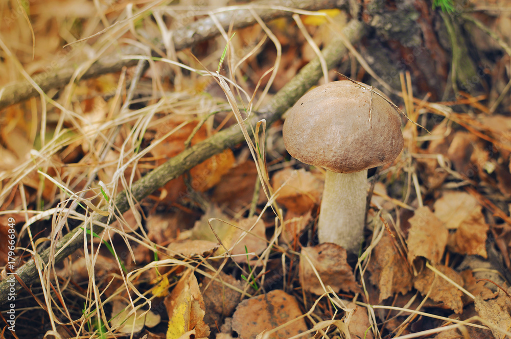 One small birch bolete among many orange and brown leaves and dried tree branch with grey bark on the ground in the autumn forest. Edible mushroom harvest One small birch bolete among many orange and brown leaves and dried tree branch with grey bark on the ground in the autumn forest. Edible mushroom harvest