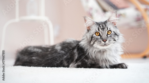 Fototapeta Piękny srebrny kot Maine Coon w jasnym pomieszczeniu