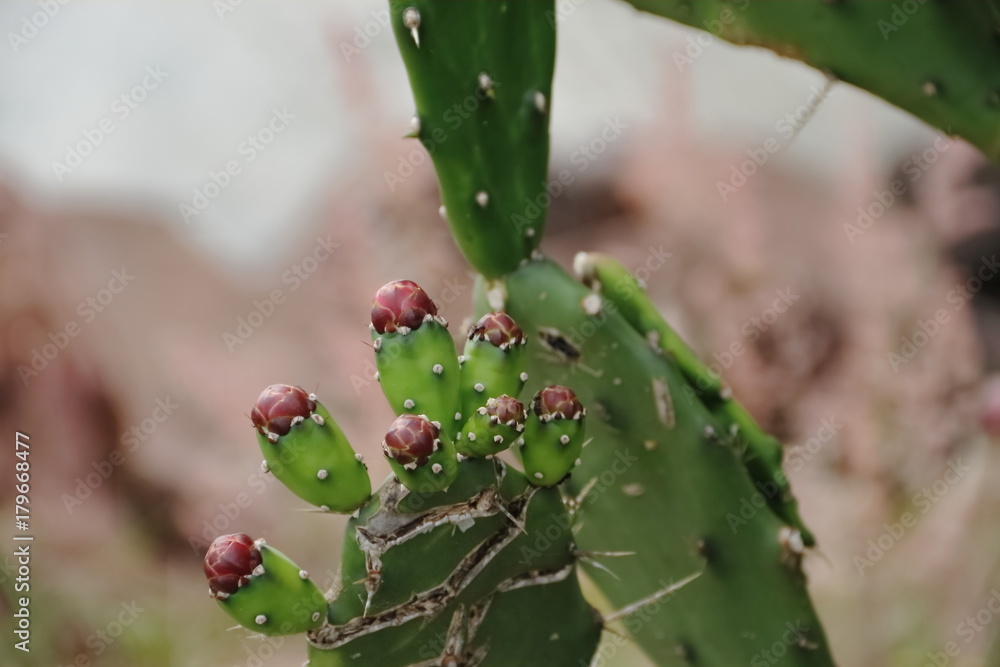 cactus and succulents with yellow flowers in spring cactus and succulents with yellow flowers in spring