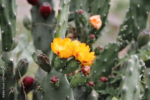 Принти на полотні cactus and succulents with yellow flowers in spring