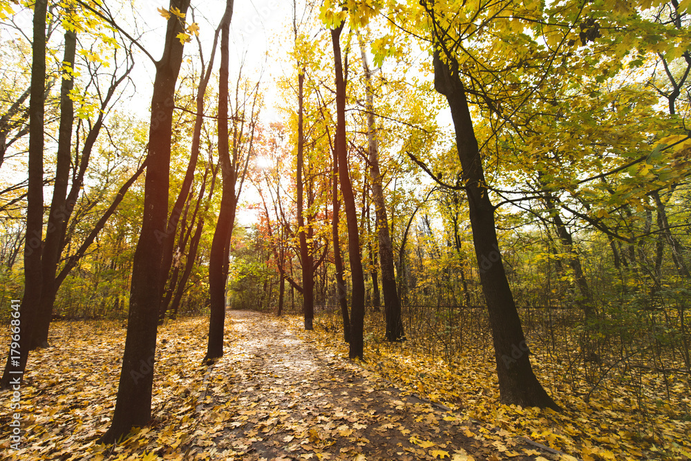 Obraz premium pathway in autumn park