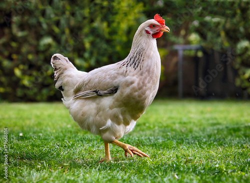 Chicken in bio farm
