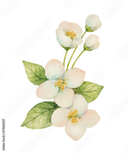 Watercolor Jasmine isolated on a white background.