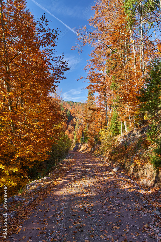 Road through forest in the fall Road through forest in the fall
