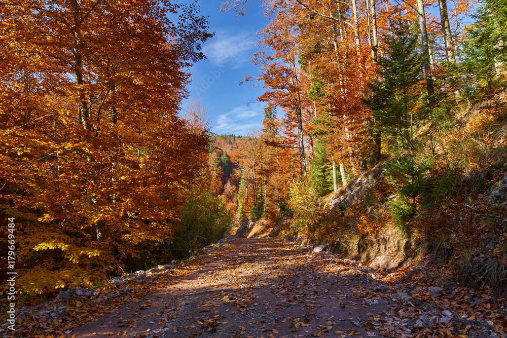 Road through forest in the fall