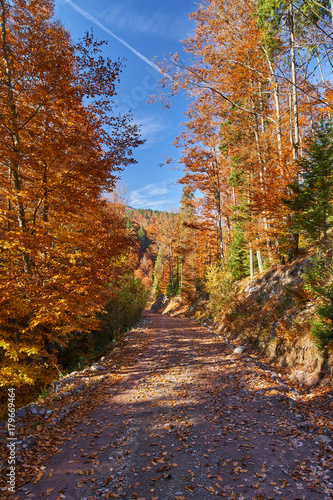 Road through forest in the fall