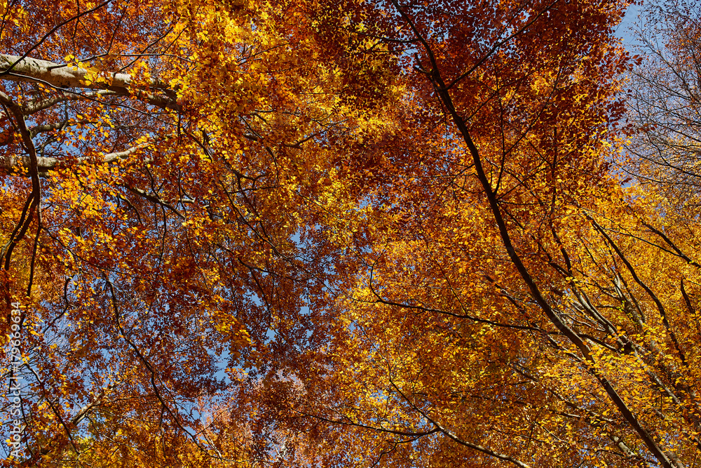 Colorful trees in the fall