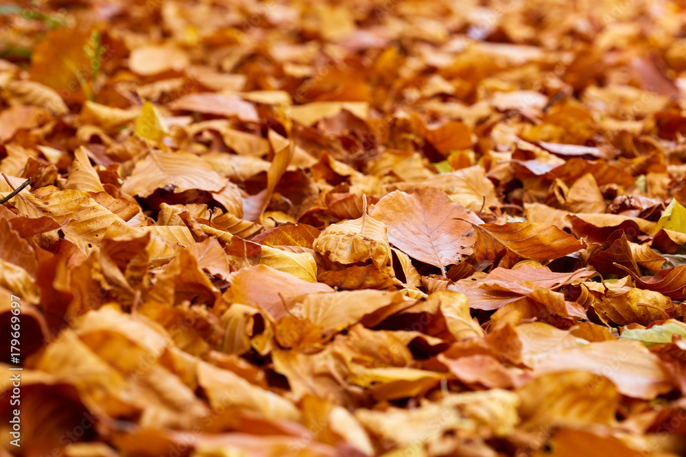 Fallen leaves on the ground