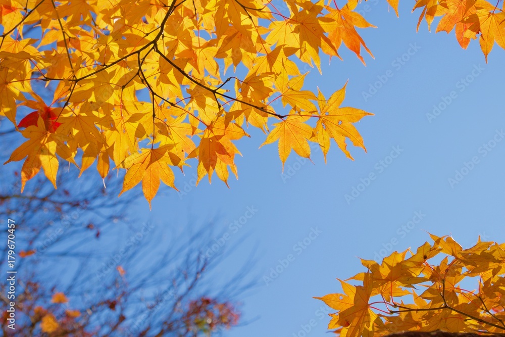 Orange Mapple Leaf and Clear Sky Background Orange Mapple Leaf and Clear Sky Background