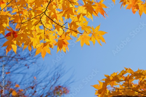 Orange Mapple Leaf and Clear Sky Background