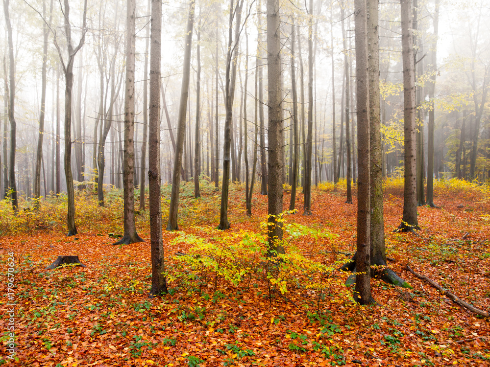 Autumn misty forest with dry orange leafs on a ground.