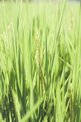 beutiful fresh green rice leaf