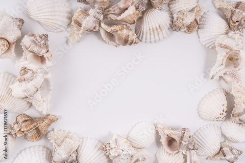 Some shells frame on a white background