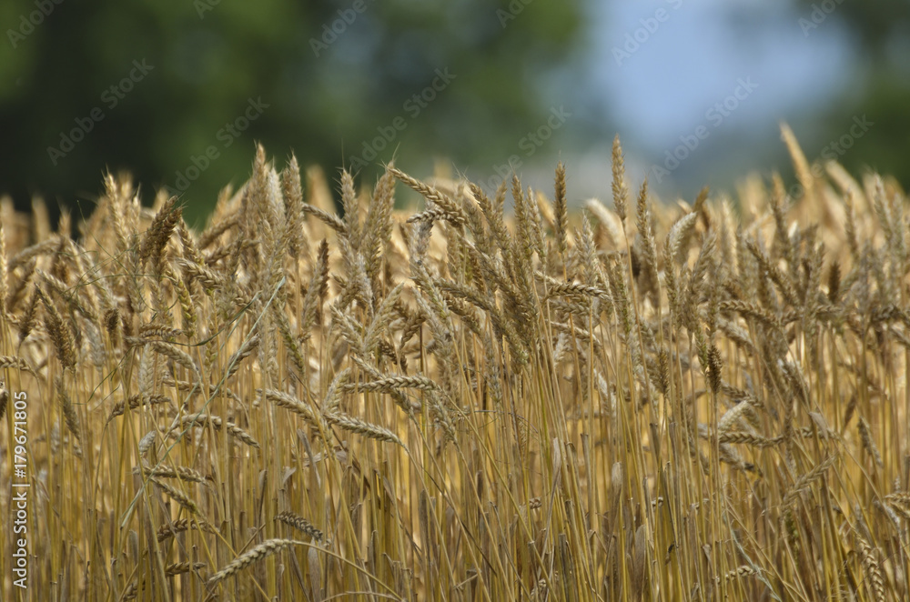 Fototapeta premium Wheat field with blur background