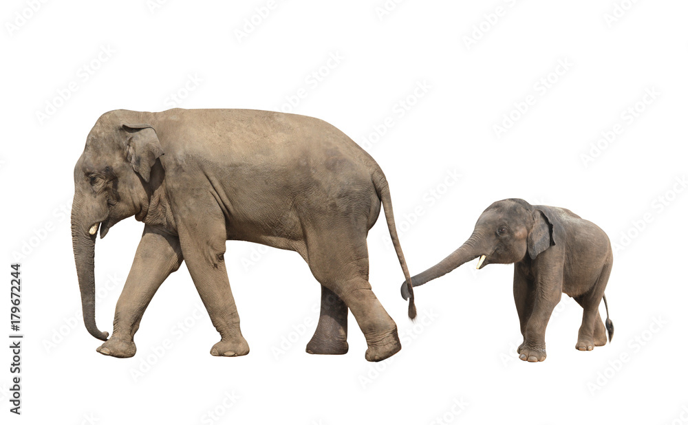 Fototapeta premium Zwiedzanie rodziny słonia - mama i dziecko