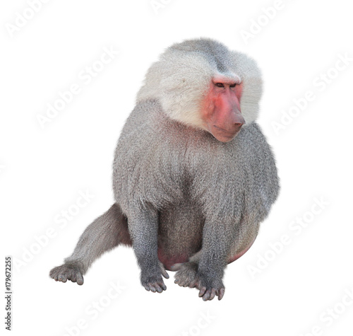 Male monkey hamadryad. Isolated on white background photo