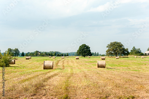 Many straw bales on stubble field after harvesting. Harvest time.