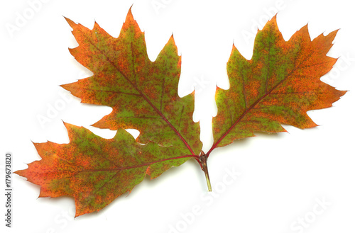 autumn background with colored oak leaves isolated on white background. top view