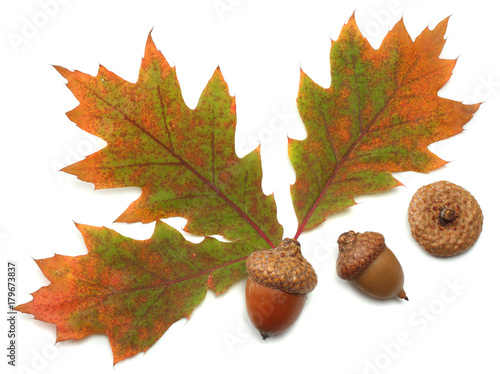 Wallpaper Mural autumn background with colored oak leaves isolated on white background. top view Torontodigital.ca