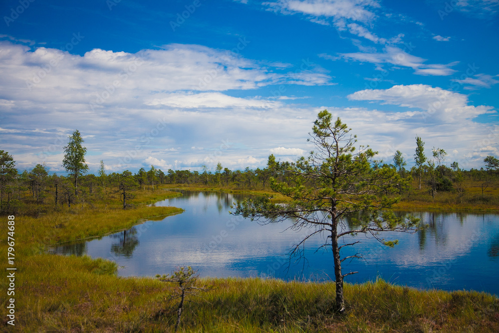 beautiful blue swamp beautiful blue swamp
