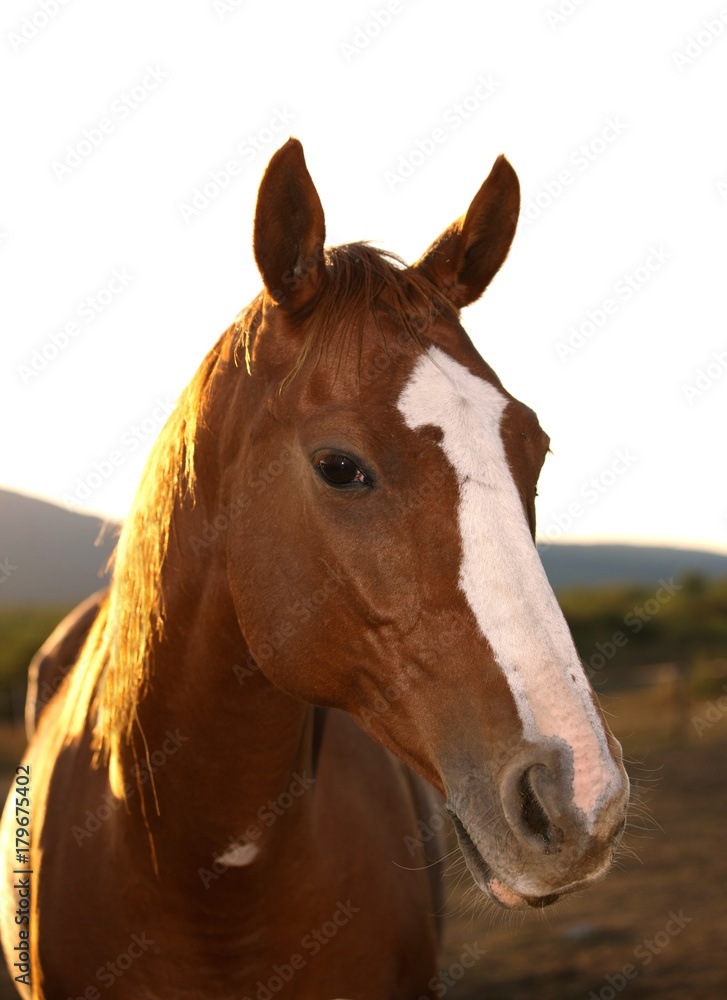 Fototapeta premium Horse