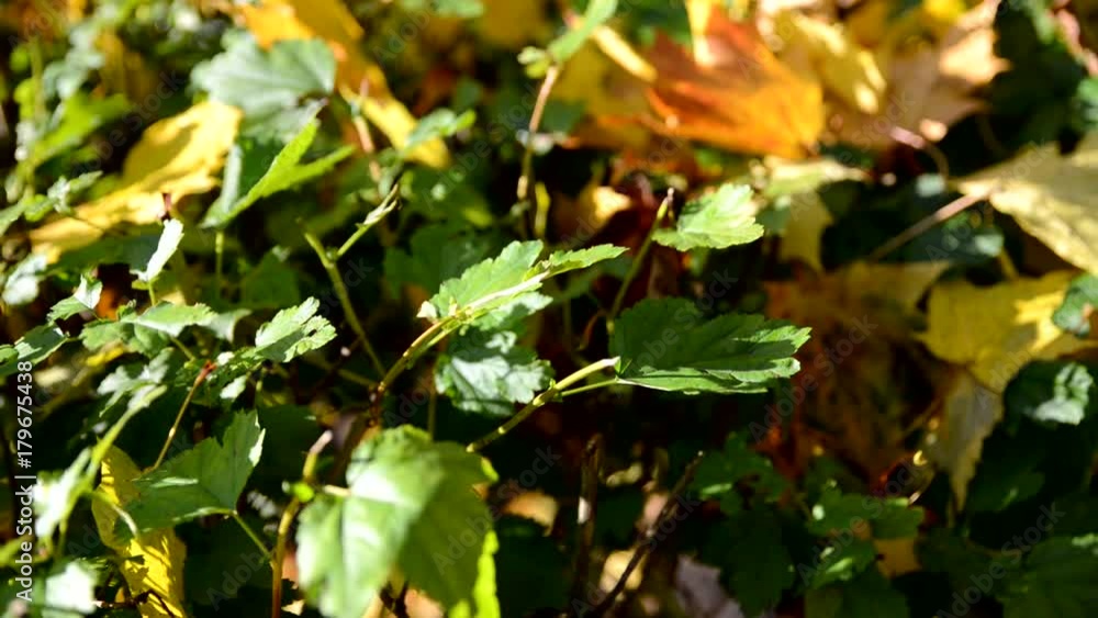 movement along the autumn leaves movement along the autumn leaves