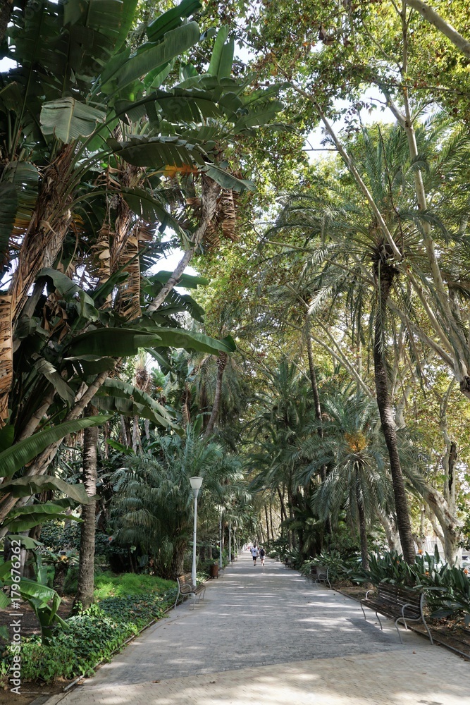 Obraz premium Alley in a park with exotic plants in Spain